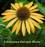 coneflower, echinacea