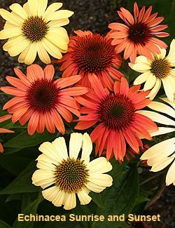 coneflowers echinacea