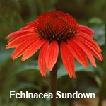 coneflower, echinacea