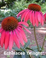 coneflower, echinacea