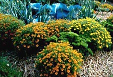 edible flowers