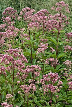 Bold Perennials