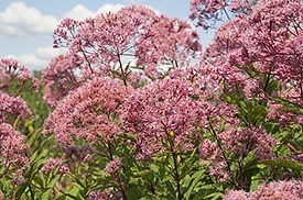 fall flowers