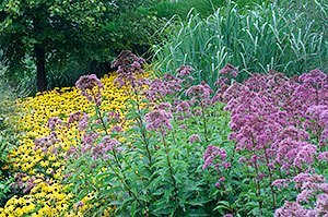 fall flowers