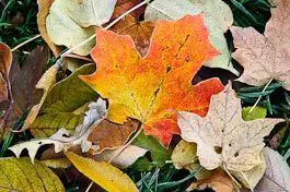 mulch - fall leaves