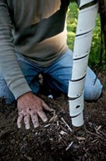 fall planting, tree