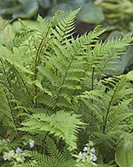 ferns in the shade garden