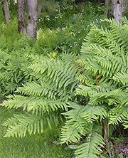 ferns in the shade garden