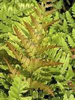 ferns in the shade garden