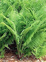 ferns in the shade garden