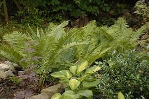 ferns in the shade garden