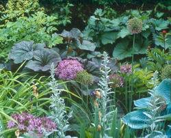 foliage perennials