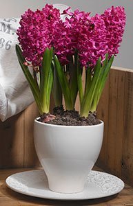 forcing hyacinths