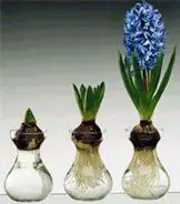 forcing hyacinths