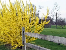 prune forsythia - shrub in bloom