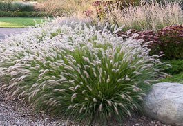 ornamental grasses fountain grass