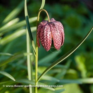 Unusual spring bulbs