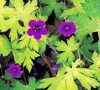 Perennial geranium cultivars