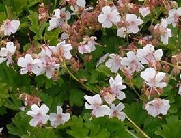 Perennial geranium cultivars