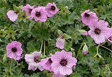 Perennial geranium cultivars