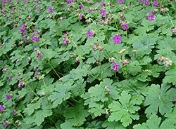 Perenial geranium cultivars