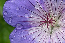 Perennial geraniums