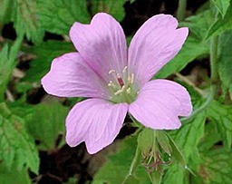 Perennium geranium cultivars