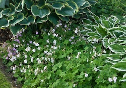 foliage perennials