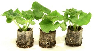 Overwintering geraniums