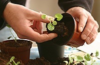 Geraniums from seed