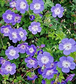 Geranium Rozanne