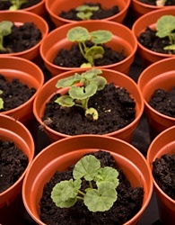 Geraniums from seed