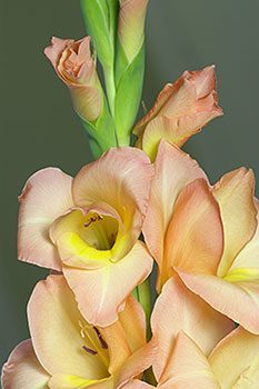 gladiola bulbs - glad flower