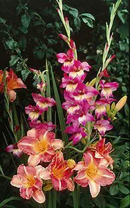 gladiola bulbs - glad flower