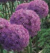 Alliums globemaster