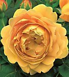 David Austin Roses