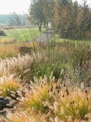 ornamental grasses