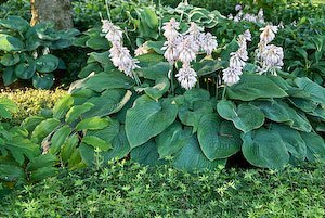 perennial ground covers