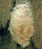 gypsy moth egg mass