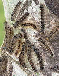 gypsy moth caterpillers