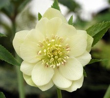 Cream colored hellebore