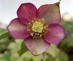 Helleborus x hybridus