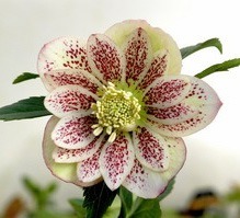 Lenten rose - hellebore