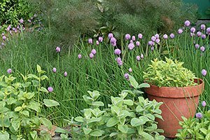 Growing herbs