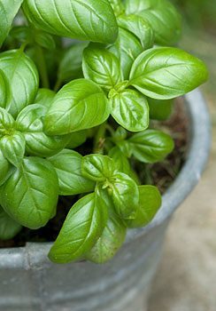 herbs in containers