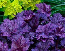 Heuchera Plum Pudding