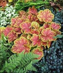 Heuchera Tiramisu