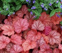 Heuchera Georgia Peach