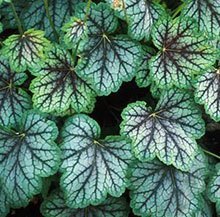 Heuchera Green Spice