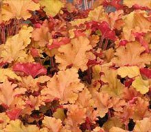 Heuchera Marmalade